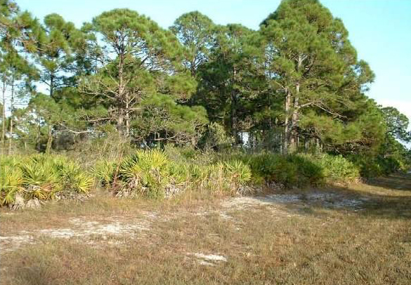 Overview of the Rotunda Natural/Undeveloped Site