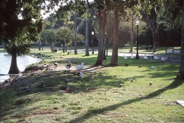 Waterfowl Surrpunding Lake Morton